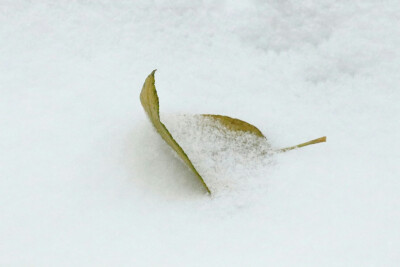 初雪