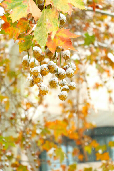 初雪