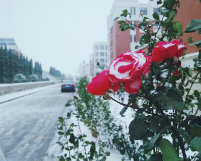 济南 初雪