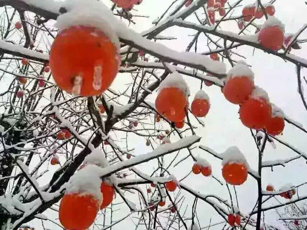 雪红灯笼