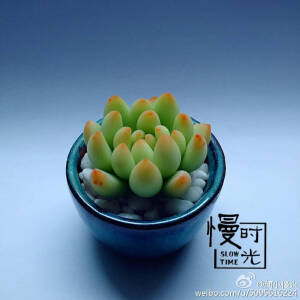 【软陶】多肉植物，喜欢可以添加同名微博@何小慢