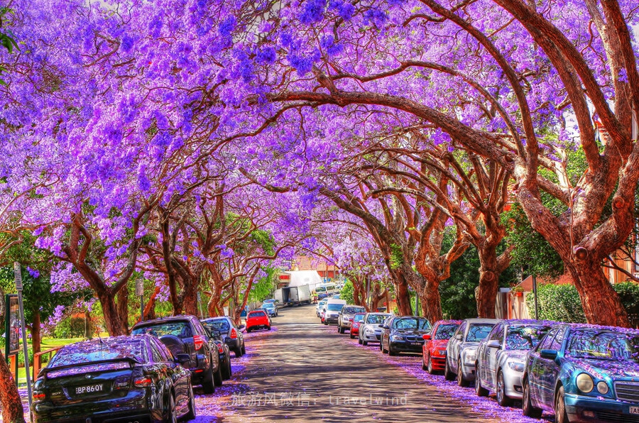 蓝花楹，学名Jacaranda，每年11月开始绽放于澳大利亚各个角落，将城市装扮得如童话般美得不像话。