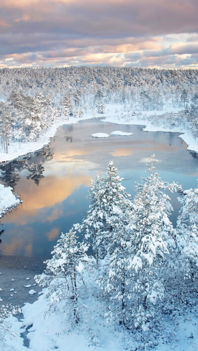 雪林