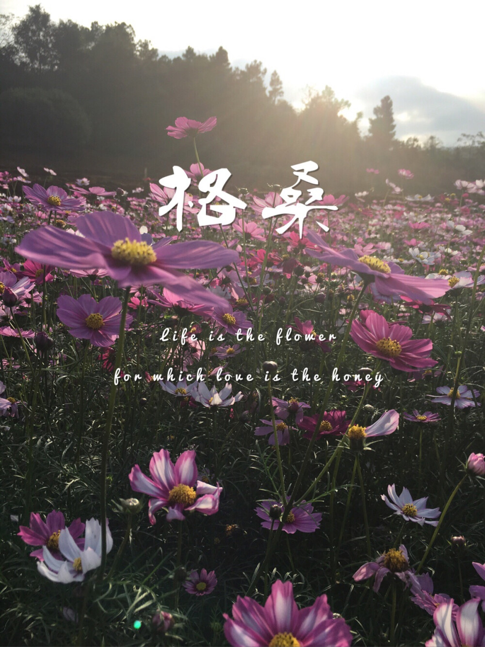 ♛格桑花花语：怜取眼前人♛#生命如花 真爱是蜜# Life is the flower for which love is the honey . ♡用一个花开的季节温暖眼瞳♡