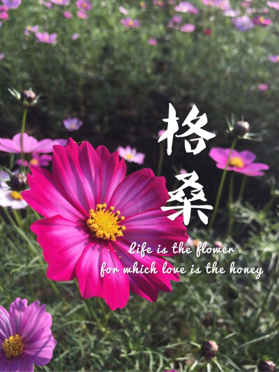 ♛格桑花花语：怜取眼前人♛#生命如花 真爱是蜜# Life is the flower for which love is the honey . ♡用一个花开的季节温暖眼瞳♡