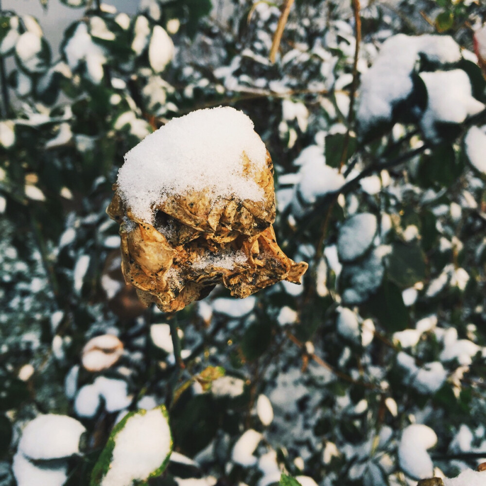 冰雪覆蓋的花兒。