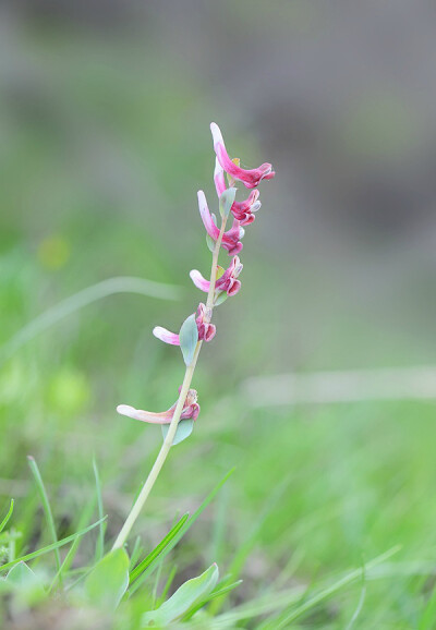 Corydalis ledebouriana 薯根延胡索 ，紫堇科紫堇属。