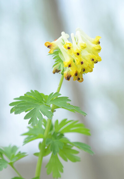 Corydalis nobilis 阿山黄堇 ，紫堇科紫堇属。