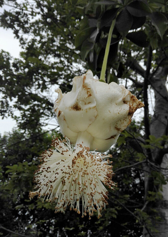 Adansonia digitata 猴面包树 ，广义锦葵科（木棉科）猴面包树属。因为分子方面的一些结论，原先的木棉科、梧桐科、椴科都并进了锦葵科形成一个广义锦葵科，而且最开始是希望杜英科也能并进来的，可惜分子证据表示杜英科和酢浆草科等关系更亲密，应该从锦葵目移去酢浆草目。