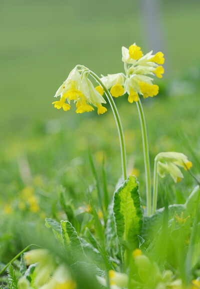 硕萼报春 Primula veris subsp. macrocalyx ，报春花科报春花属。是常作为栽培观赏植物的黄花九轮草的一个亚种。