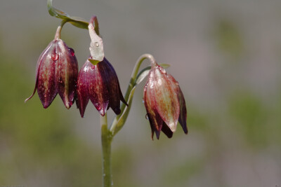 Fritillaria biflora ，贝母属。