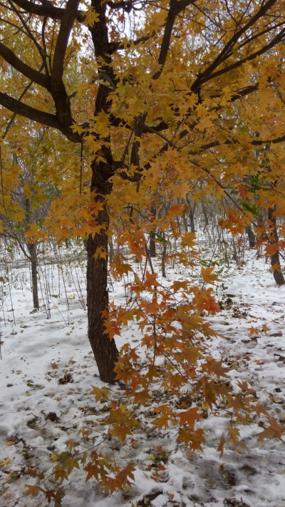 当秋遇上雪