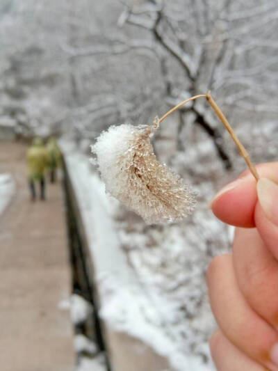 咦 冰雕狗尾草