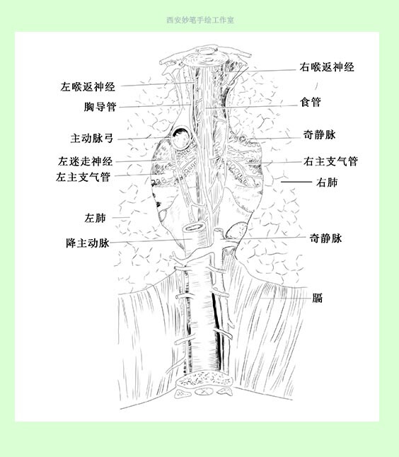 妙笔专业医学插画，我们拥有医学背景和绘画技艺可谓是一边医学一边绘画让医学插画大放异彩为医学图书教材、医学手术图、医学广告、SCI论文、医学教学挂图插画、PPT幻灯片演示插图服务。