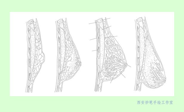  西安妙笔插画工作室隶属于西安妙笔数码设计公司，是国内专业的医学插画机构，精准的造型细致的绘画很好的阐释医学理论和问题。