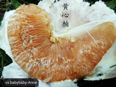 柚子