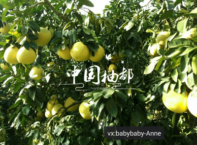 柚子
