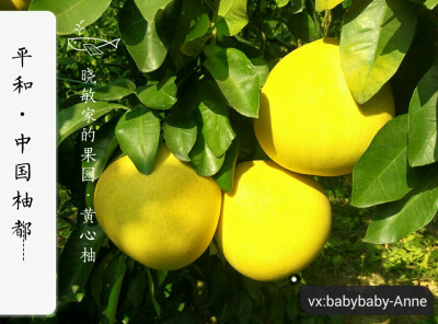 柚子