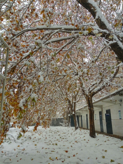 夏风冬景，瑞雪牵手一树梧桐