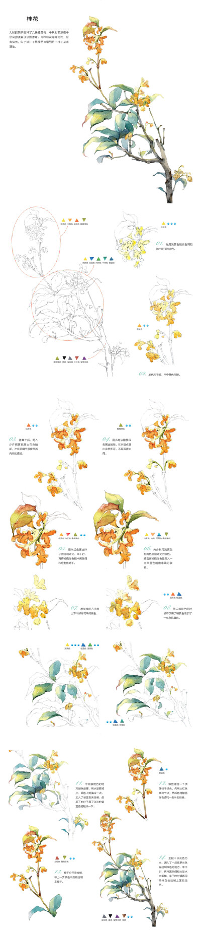 桂花的水彩画步奏——本案例摘自人民邮电出版社出版、爱林文化主编的《浪漫水彩课——柔美花姿态手绘技法》http://product.dangdang.com/23751116.html