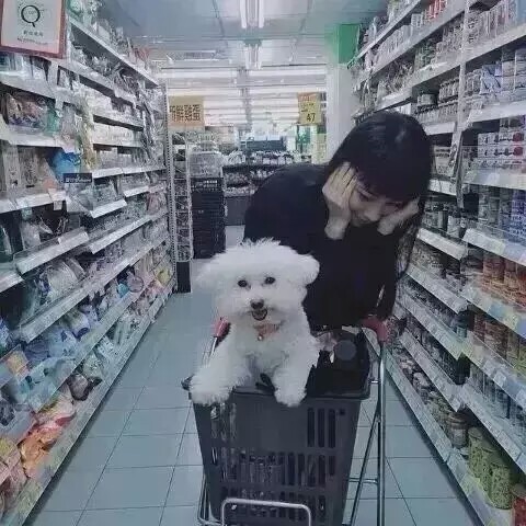 贵宾犬可爱女生头像