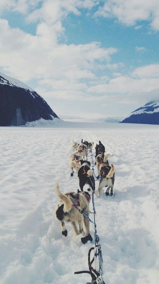 雪橇犬