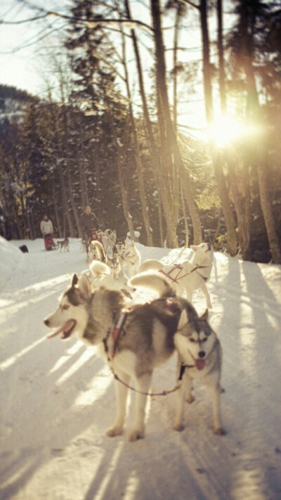 雪橇犬