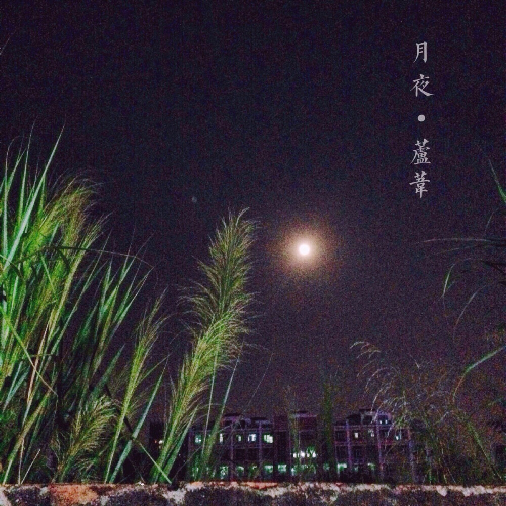 夜月，芦苇