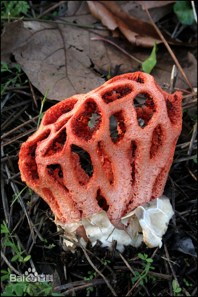 红笼头菌（Clathrus ruber）是鬼笔科的一种真菌