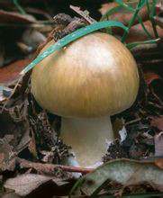 死亡帽又称之为毒鹅膏、有毒鹅膏、死帽蕈、鬼笔鹅膏等。被认为是世界上最毒的蘑菇，含有鬼笔毒素与鹅膏蕈碱两种毒物，仅仅食用30毫克便足以致人于死地。