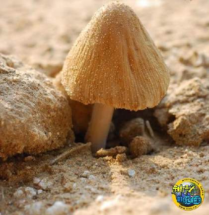 晶粒鬼伞Coprinus micaceus (Bull.) Fr. 是属于担子菌类的伞菌目鬼伞科的一种大型真菌，它是冬季之后最早出现的真菌之一，因其菌盖表面留有一层晶粒状的菌幕残余，因而得名。