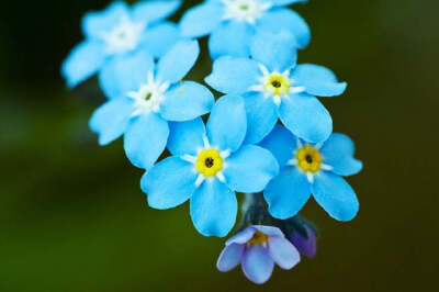 勿忘我（学名：Myosotis sylvatica），又名勿忘草、星辰花等，是紫草科勿忘草属（Myosotis L.）的植物，为阿拉斯加州州花。