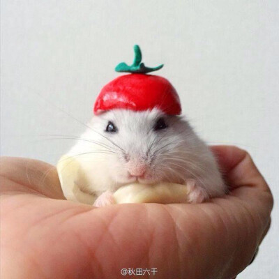 日本有一只仓鼠muu，每天都戴着主人自制小帽子卖卖萌~这小眼睛委屈得哟~[转