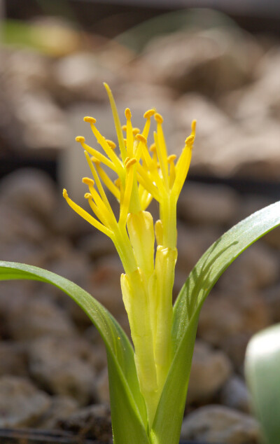 Daubenya stylosa ，风信子科金玉凤属。