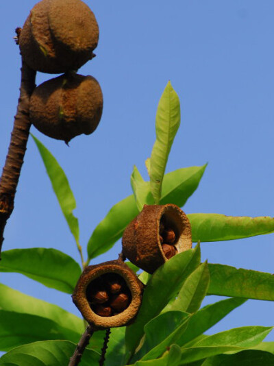 Lecythis minor 小猴胡桃(小猴钵树)，玉蕊科猴钵树属。英文名“Monkeypod Nuts”。果实成熟后下部的圆盖会脱落，露出一盒种子。