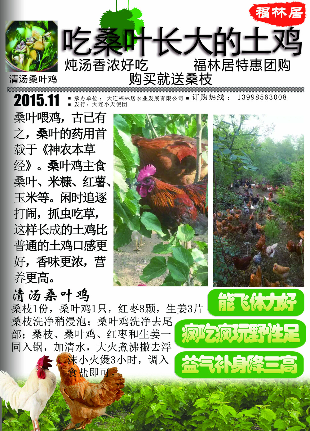 吃桑叶长大的土鸡，请选福林居土鸡 订购：13998563008