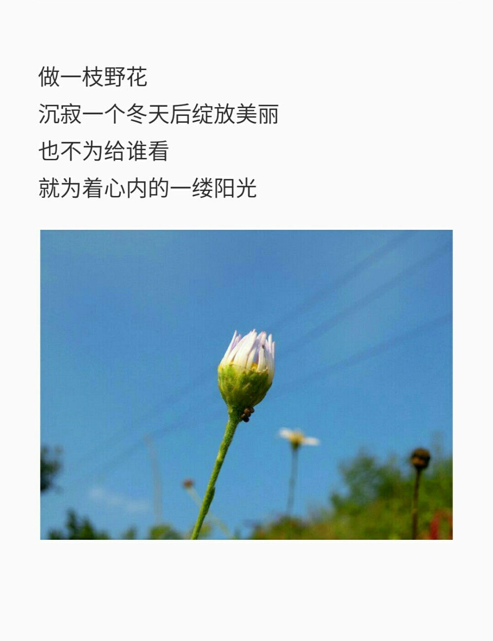 做一枝野花