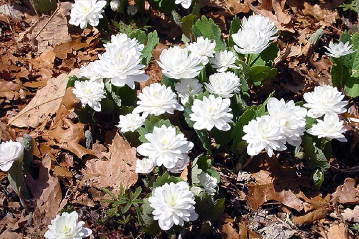 血根草（学名：Sanguinaria canadensis）是一种多年生草本植物，原产于北美洲东部，原产地由加拿大的新斯科舍省往南至美国的佛罗里达州。折断或打碎根状茎时会流出似血液的红色汁液，因此被称为血根草。血根草是罂粟科血根草属内唯一的一个种，与原产于东亚的血水草属（Eomecon）植物亲缘关系最接近。