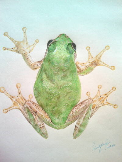 雨蛙（彩色铅笔画）