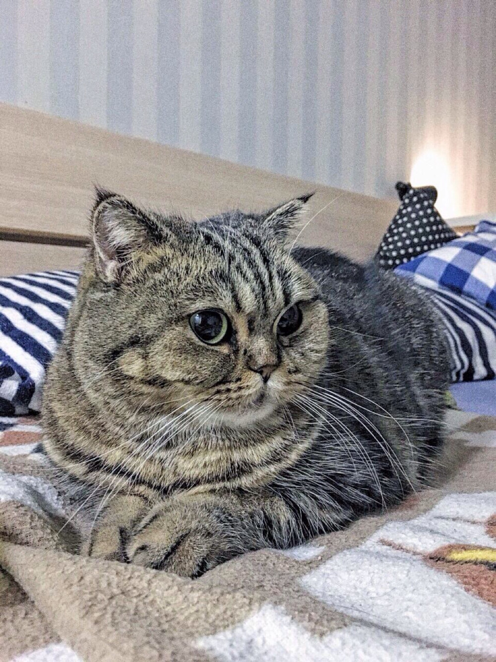 #猫# #宠物# #喵星人# #萌宠#