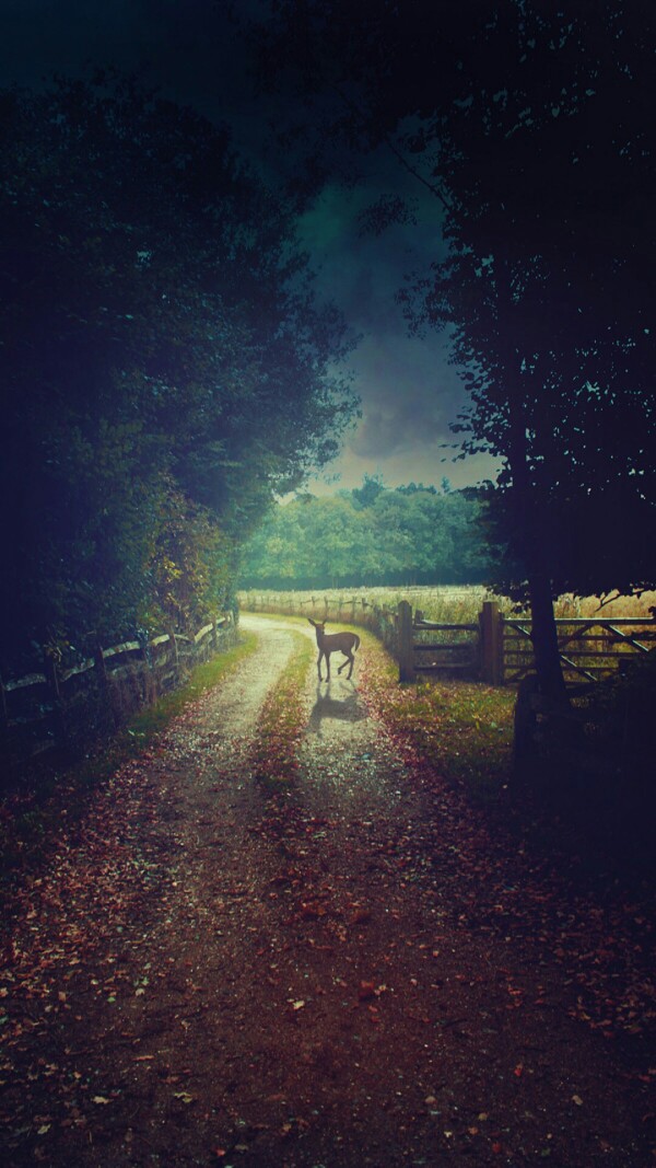 森与麋鹿 壁纸 我若是森林 你可愿当鹿 迷失在我这座森林里的鹿 by-言