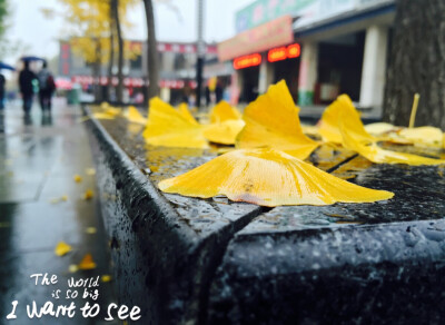 西安落雨的银杏叶