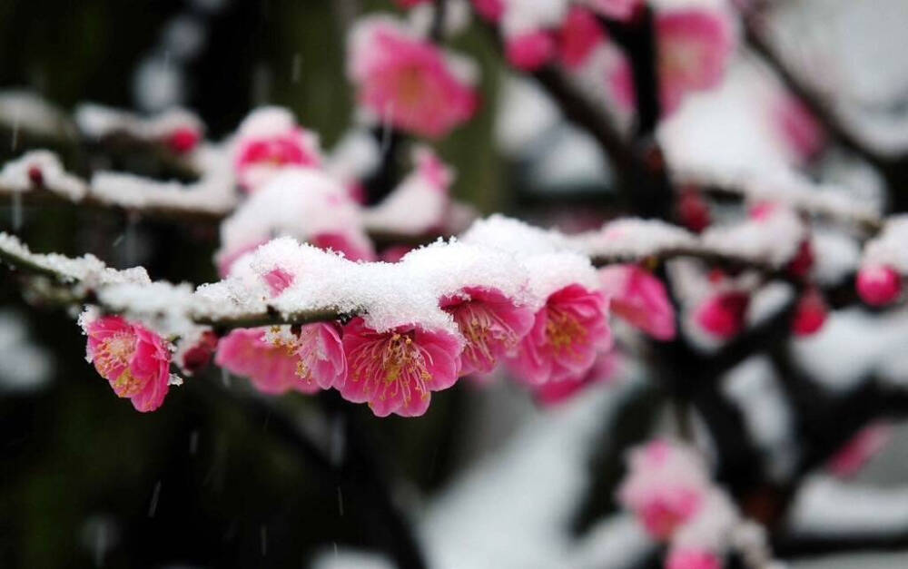 梅花香自苦寒来