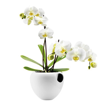 丹麦Eva Solo Orchid Pot 17cm 圆孔 自给式花瓶