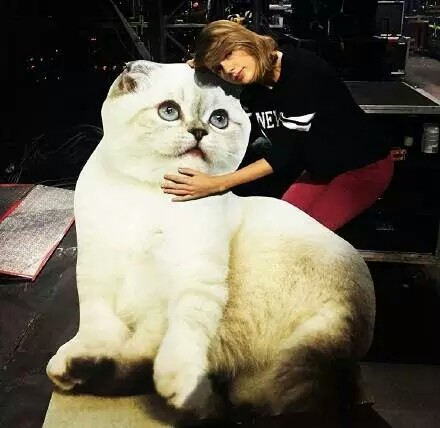 taylor and her cats