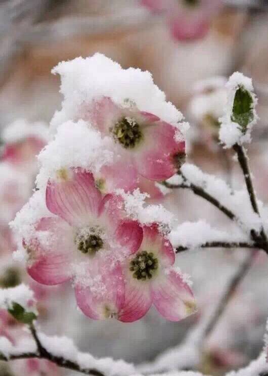 冬天，听说雪和花蕾很配哦~