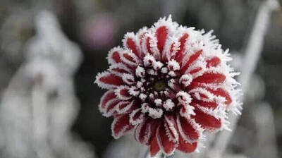 冬天，听说雪和花蕾很配哦~