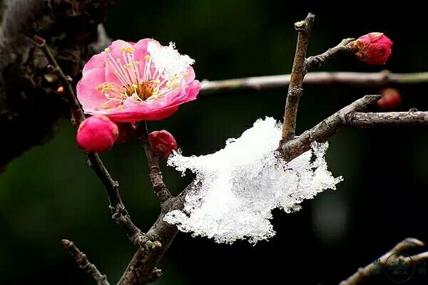 雪花爱上梅