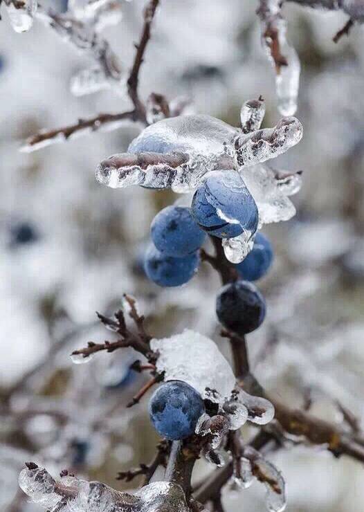 雪，逐渐融化。。。