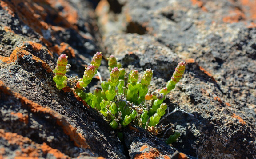 Sarcocornia sp. ，苋科。刚开始还以为是番杏科的萌肉，图上为正在开花的状态。这个属有个别名是“Swampfire(沼泽之火)”。